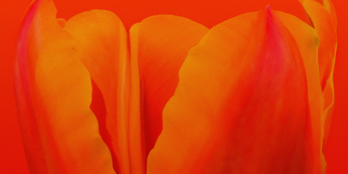 From Head to Bed: The Science of Sensuality, Cannabinoids & Scent