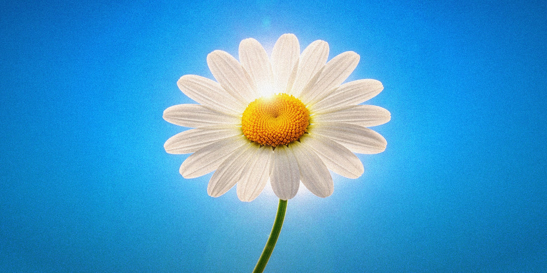 The Spring Equinox: A Turning Point for New Beginnings