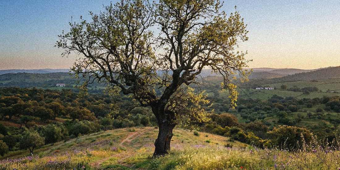 Springing Forward: Resetting Your Rhythm for the Time Change